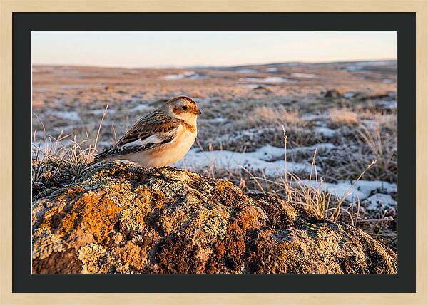 Snow Bunting On Arctic Rock