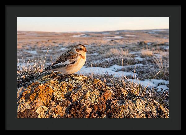 Snow Bunting On Arctic Rock