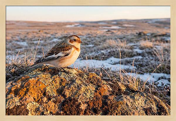 Snow Bunting On Arctic Rock