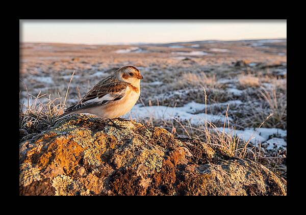 Snow Bunting On Arctic Rock