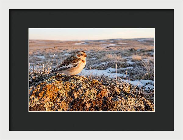 Snow Bunting On Arctic Rock