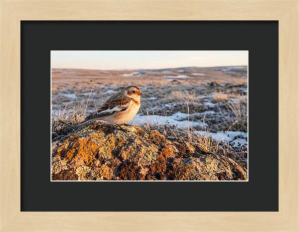 Snow Bunting On Arctic Rock
