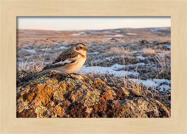 Snow Bunting On Arctic Rock
