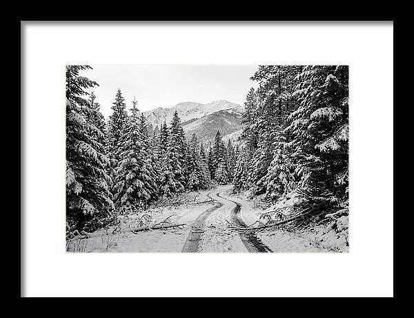 Snow Dusted Evergreen Forest