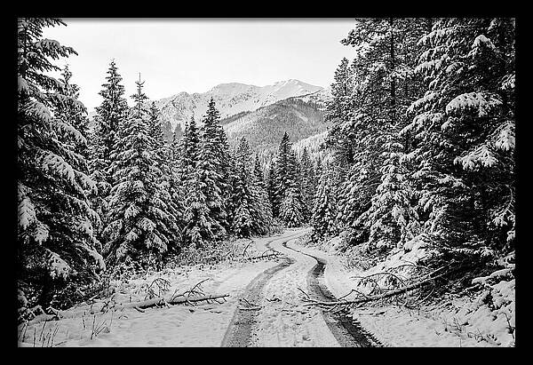 Snow Dusted Evergreen Forest