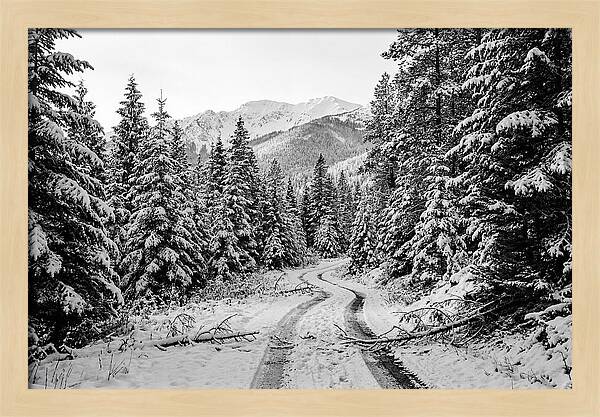 Snow Dusted Evergreen Forest