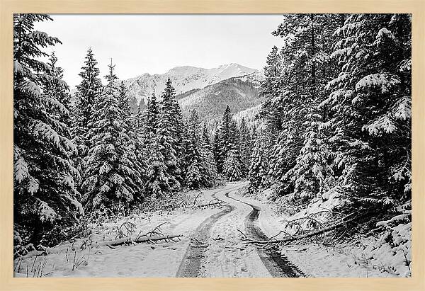 Snow Dusted Evergreen Forest