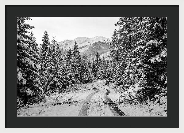 Snow Dusted Evergreen Forest