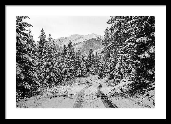 Snow Dusted Evergreen Forest