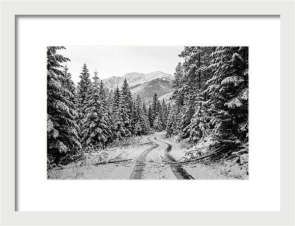 Snow Dusted Evergreen Forest