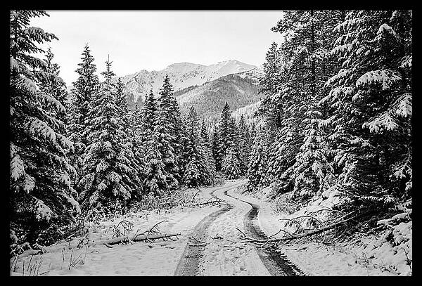 Snow Dusted Evergreen Forest