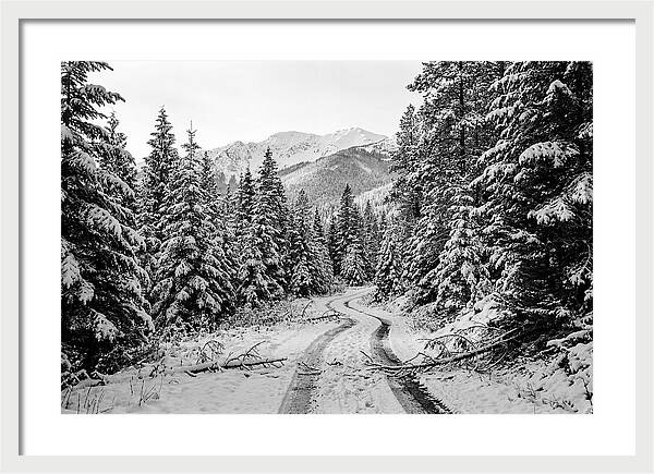 Snow Dusted Evergreen Forest