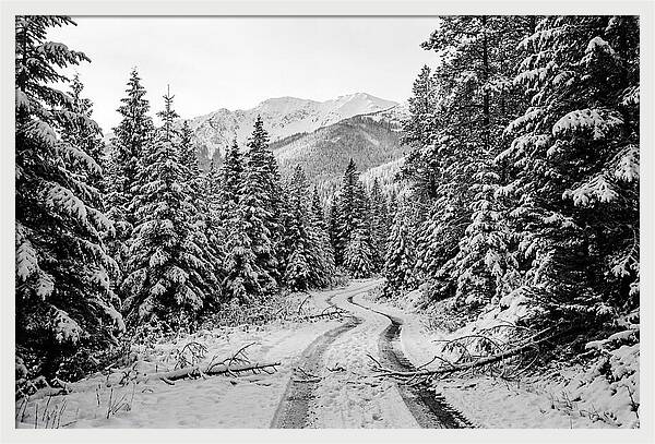 Snow Dusted Evergreen Forest