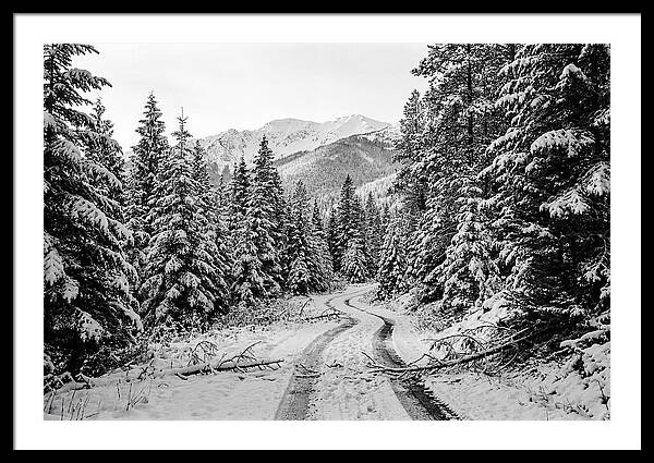 Snow Dusted Evergreen Forest