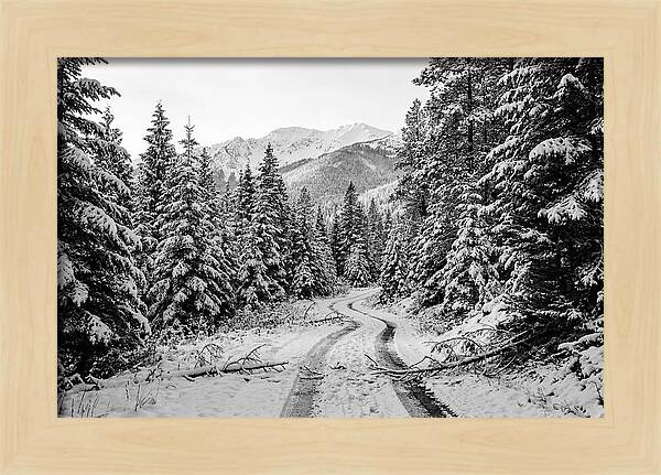 Snow Dusted Evergreen Forest