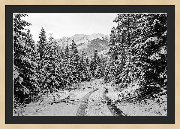 Snow Dusted Evergreen Forest