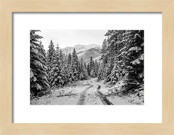 Snow Dusted Evergreen Forest