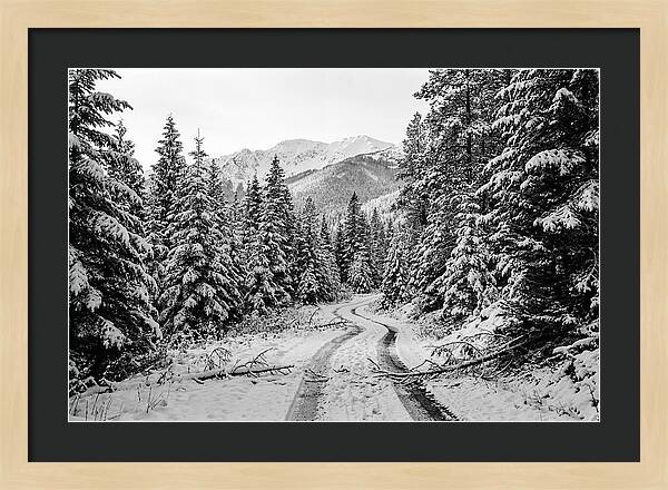 Snow Dusted Evergreen Forest