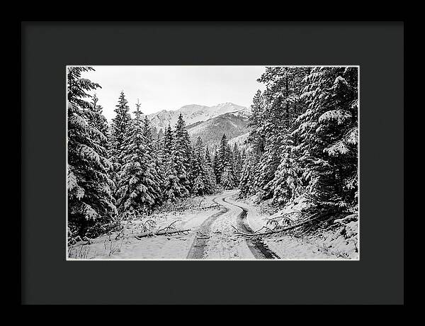 Snow Dusted Evergreen Forest