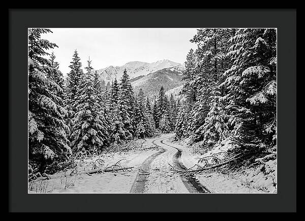 Snow Dusted Evergreen Forest