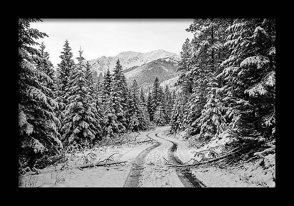 Snow Dusted Evergreen Forest