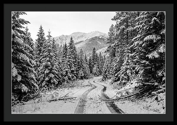 Snow Dusted Evergreen Forest