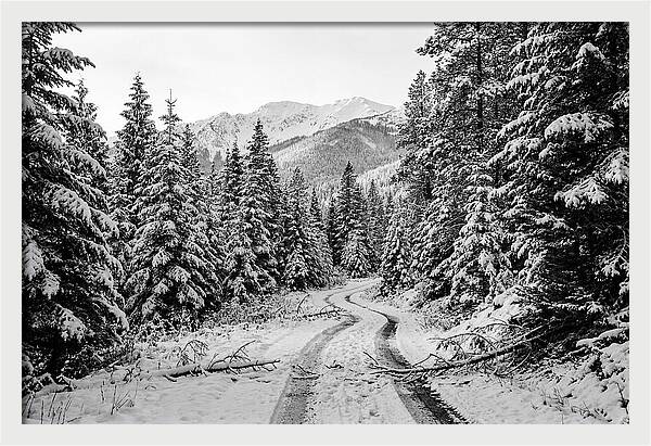 Snow Dusted Evergreen Forest