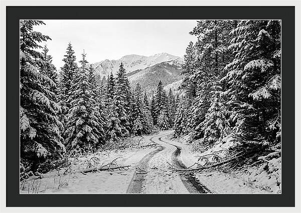 Snow Dusted Evergreen Forest