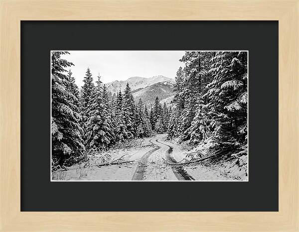 Snow Dusted Evergreen Forest