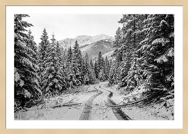 Snow Dusted Evergreen Forest
