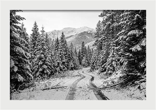 Snow Dusted Evergreen Forest