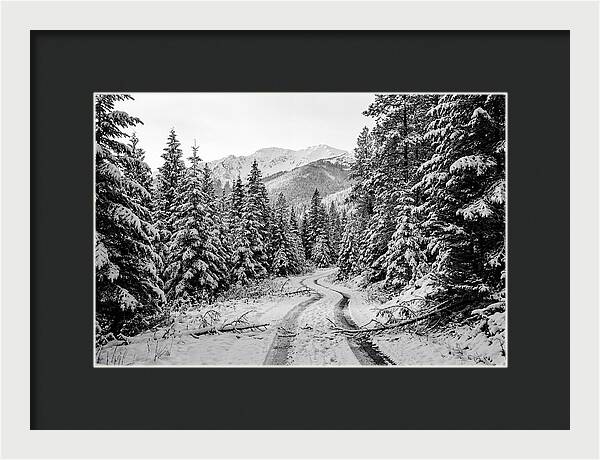 Snow Dusted Evergreen Forest