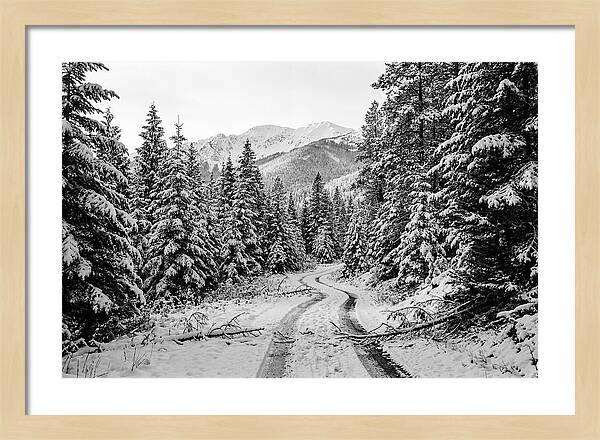 Snow Dusted Evergreen Forest
