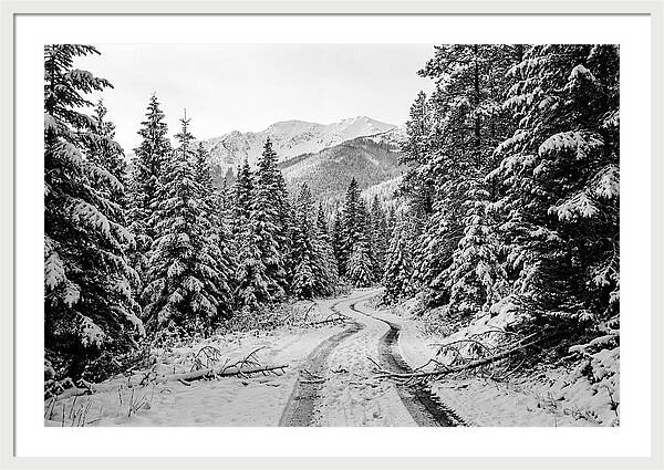 Snow Dusted Evergreen Forest