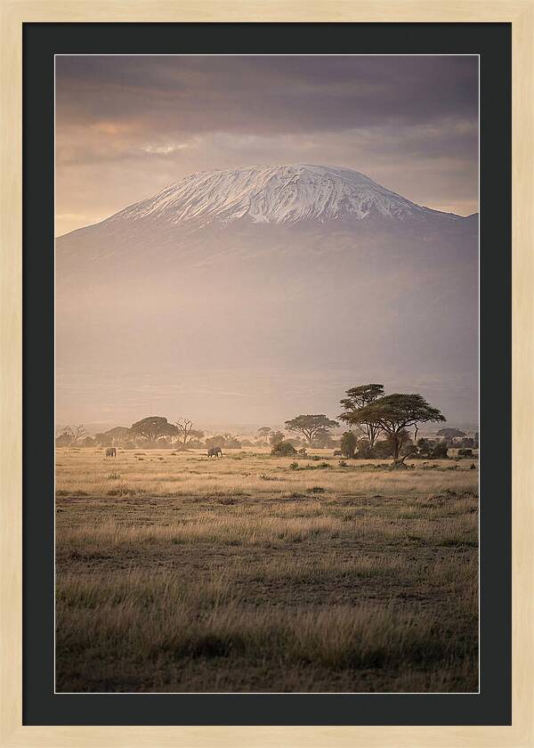 Snowcapped Kilimanjaro Above Savanna