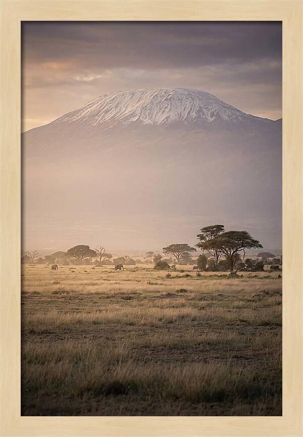 Snowcapped Kilimanjaro Above Savanna