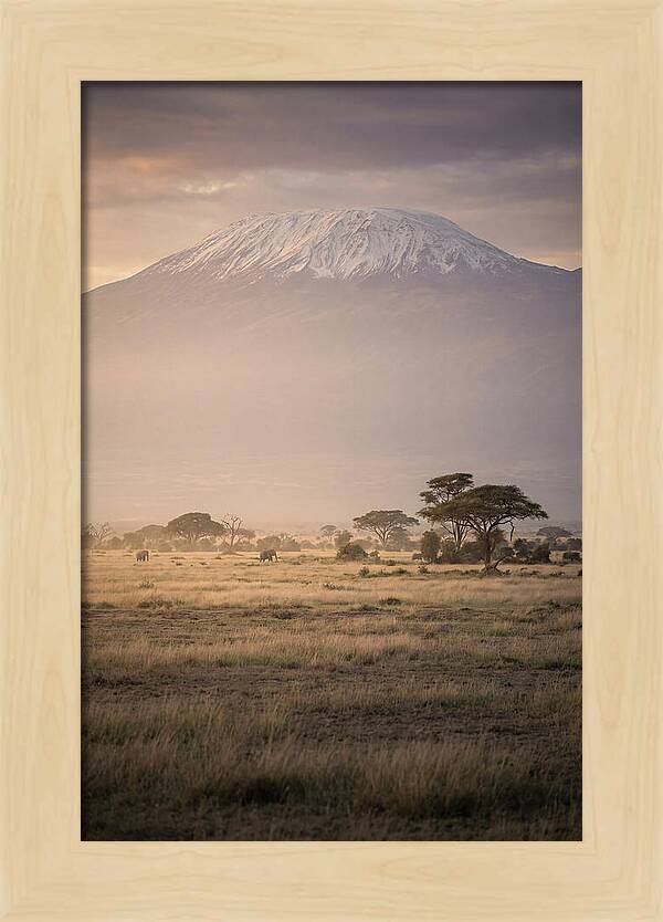 Snowcapped Kilimanjaro Above Savanna
