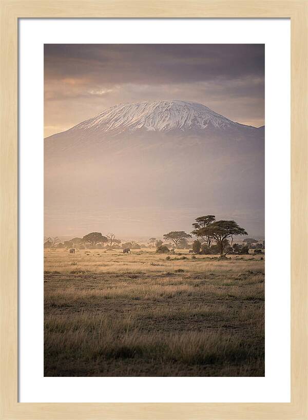 Snowcapped Kilimanjaro Above Savanna