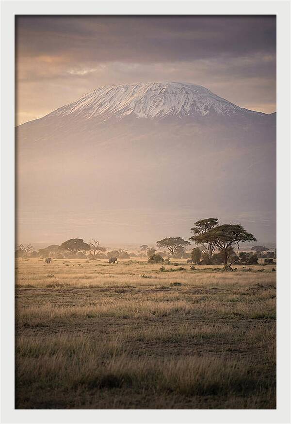 Snowcapped Kilimanjaro Above Savanna