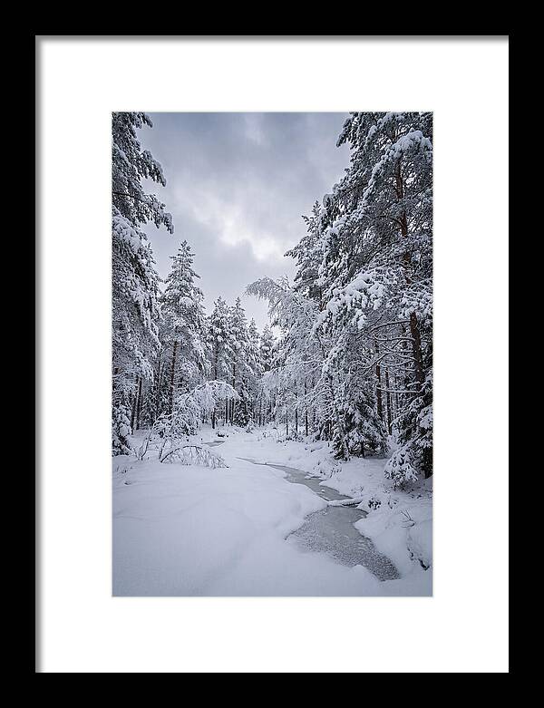 Snowcovered Forest Serenity