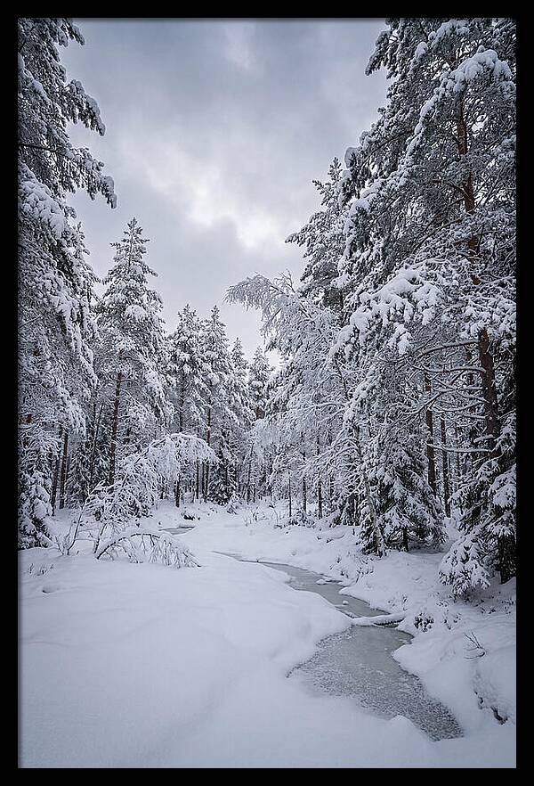 Snowcovered Forest Serenity