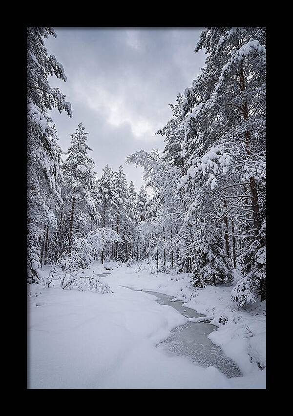 Snowcovered Forest Serenity