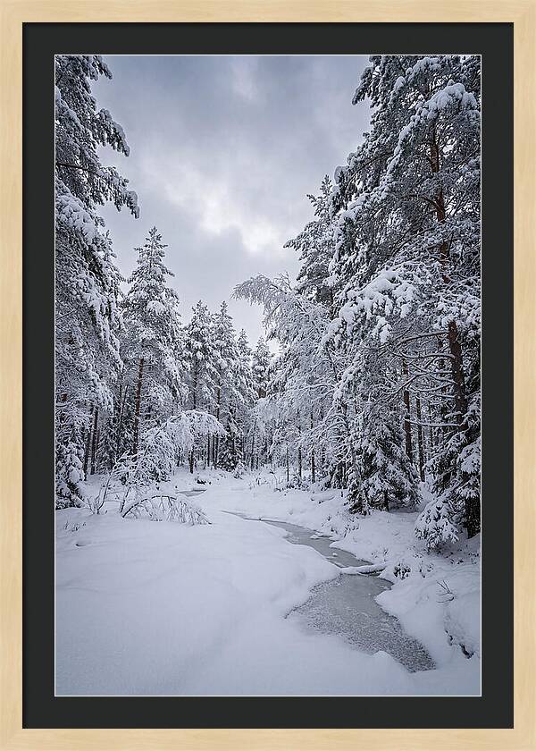 Snowcovered Forest Serenity