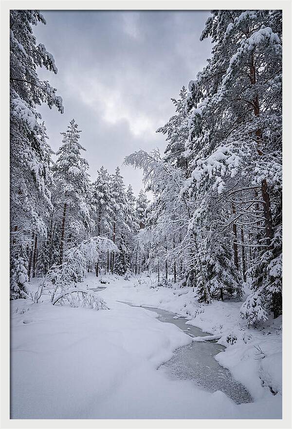 Snowcovered Forest Serenity