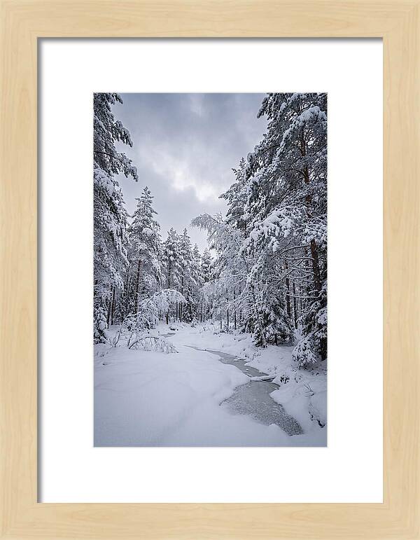 Snowcovered Forest Serenity