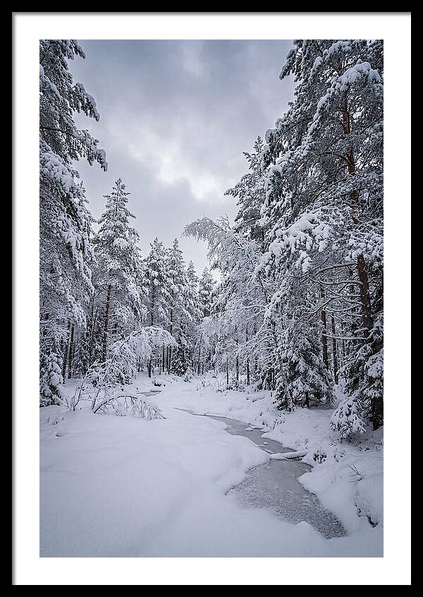 Snowcovered Forest Serenity