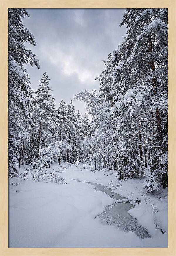 Snowcovered Forest Serenity