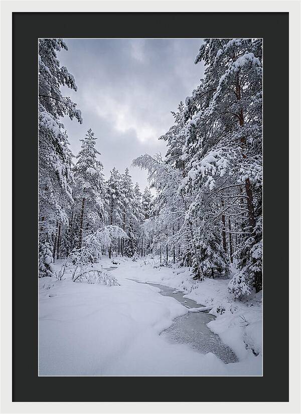 Snowcovered Forest Serenity