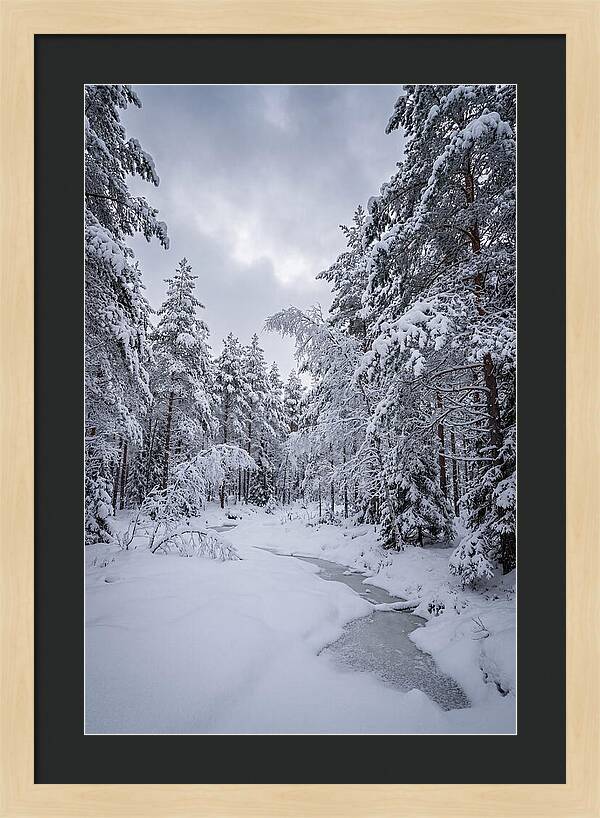 Snowcovered Forest Serenity