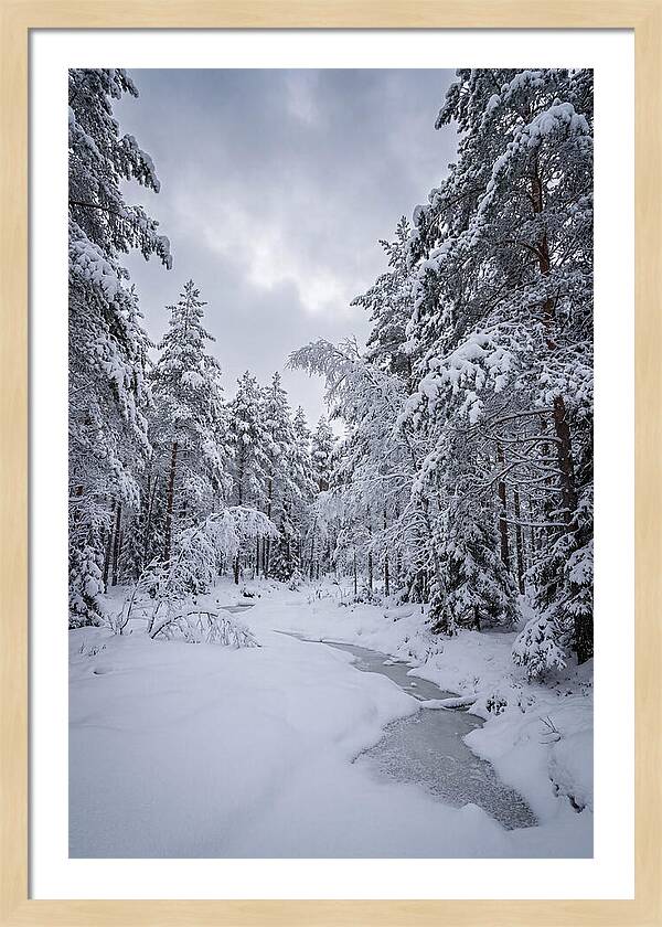 Snowcovered Forest Serenity
